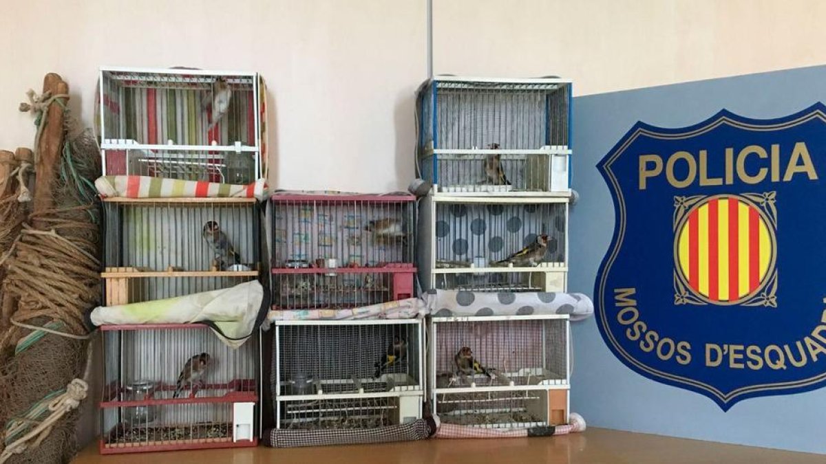 Imagen de los jilgueros recuperados que se servían por|para la caza ilegal de pájaros fringílidos mediante red abatible.