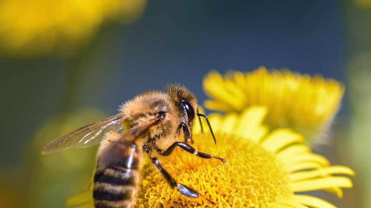 GEPEC impulsa una campaña para aumentar la presencia de abejas, mariposas y abejones en Tarragona