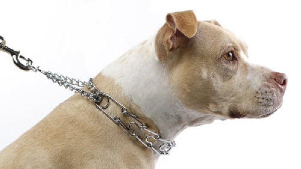 Un perro con un collar de pinchos que está prohibido.