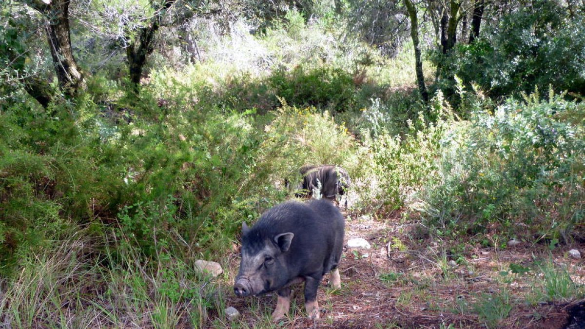 Pocos vietnamitas avistados en el transcurso del año pasado en el término municipal de Tarragona.