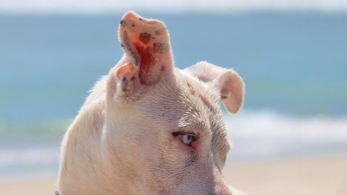 La importancia de proteger los perros con el calor.