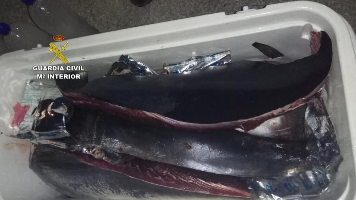 Imagen de parte del atún troceado intervenido por la Guardia Civil.