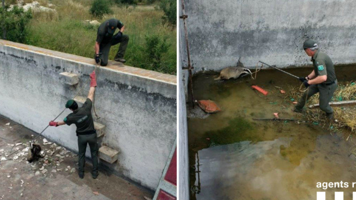 Moment del rescat d'un dels tres teixons a la bassa del Parc Samà.