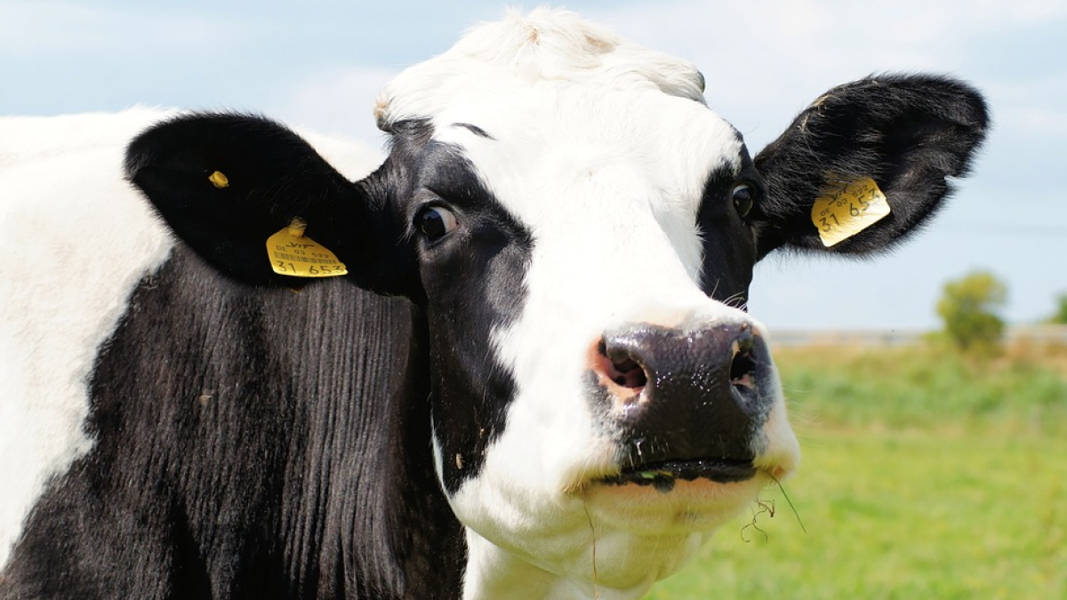 Imagen de archivo de una vaca.