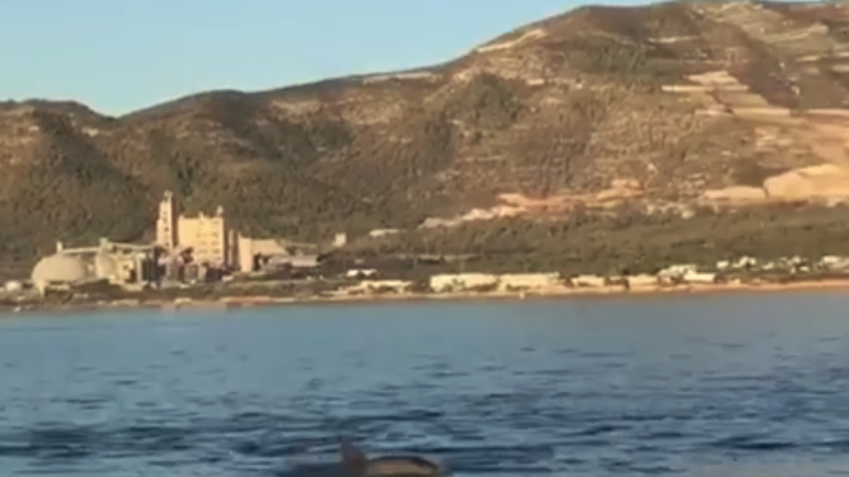 Imagen de uno de los delfines vistos en la bahía de los Alfacs.