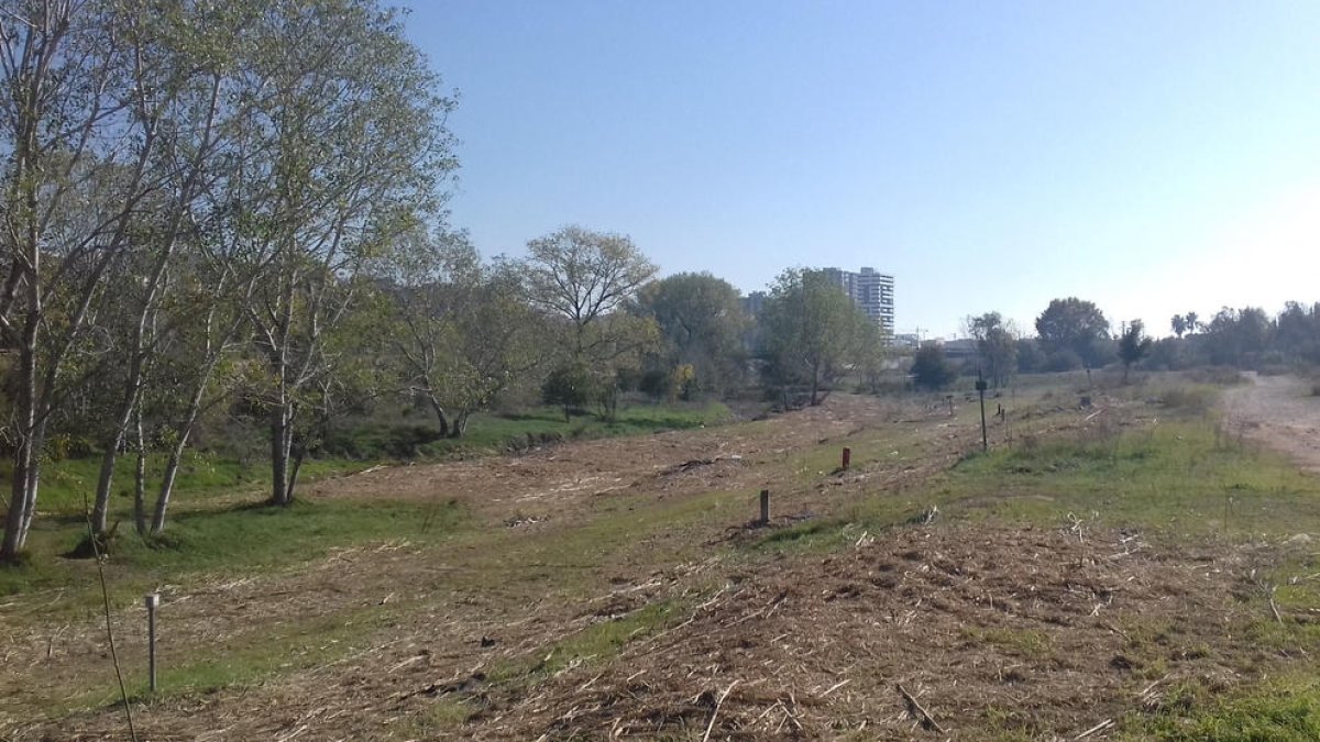 Pla general de la llera del riu Francolí a Tarragona on s'ha actuat per retirar vegetació invasora i garantir la circulació de l'aigua. Imatge publicada el 21 de febrer del 2018