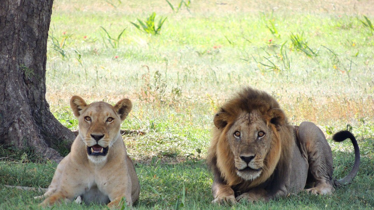 Imagen de archivo de dos leones africanos.