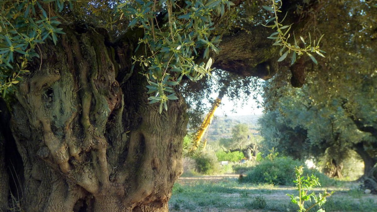 El tronco del olivo milenario del Pou de les Piques de Godall, mientras una grúa en el fondo se lleva otro ejemplar de olivo de uno otra finca.
