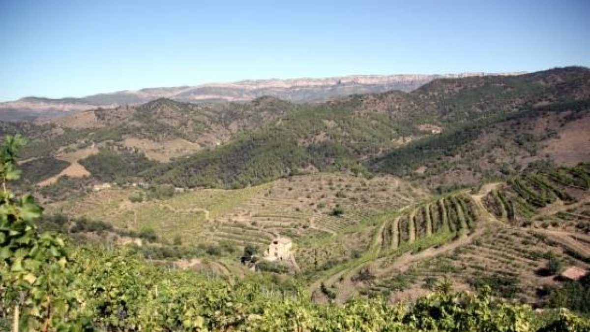 Imatge general de diverses vinyes al terme municipal de Porrera, al Priorat, amb la Serra de Montsant al fons, el 18 de setembre de 2015.