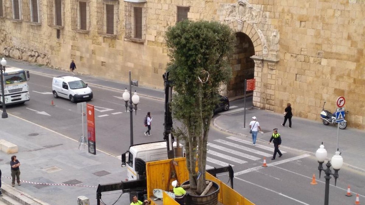 Operaris plantant l'alzina al passeig de Sant Antoni.