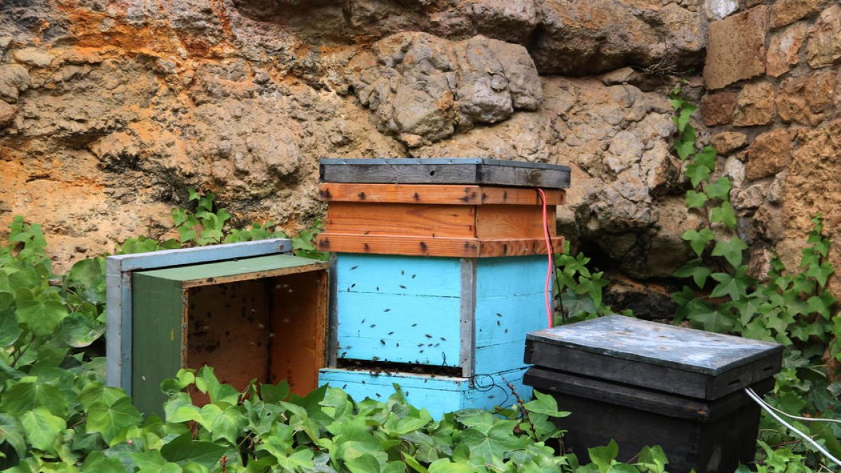 Una caixa amb abelles que forma part del projecte de la caixa de música instal·lada a Tarragona.