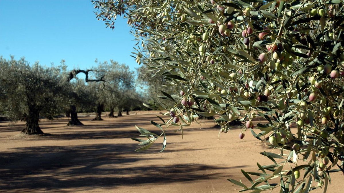 Imatge d'un camp d'oliveres al Montsià.