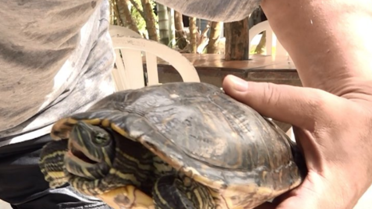 Una tortuga mossega a Maria Jesús Ruiz a Supervivientes
