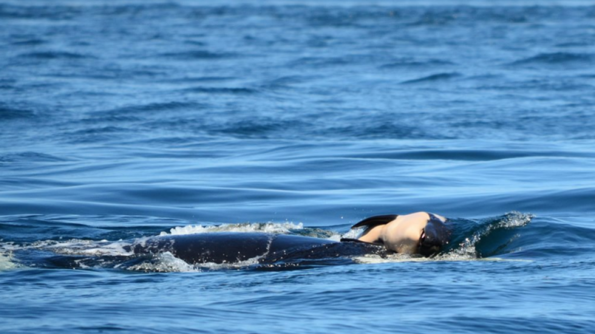 Imatge de l'orca Tahlequah carregant la seva cría.