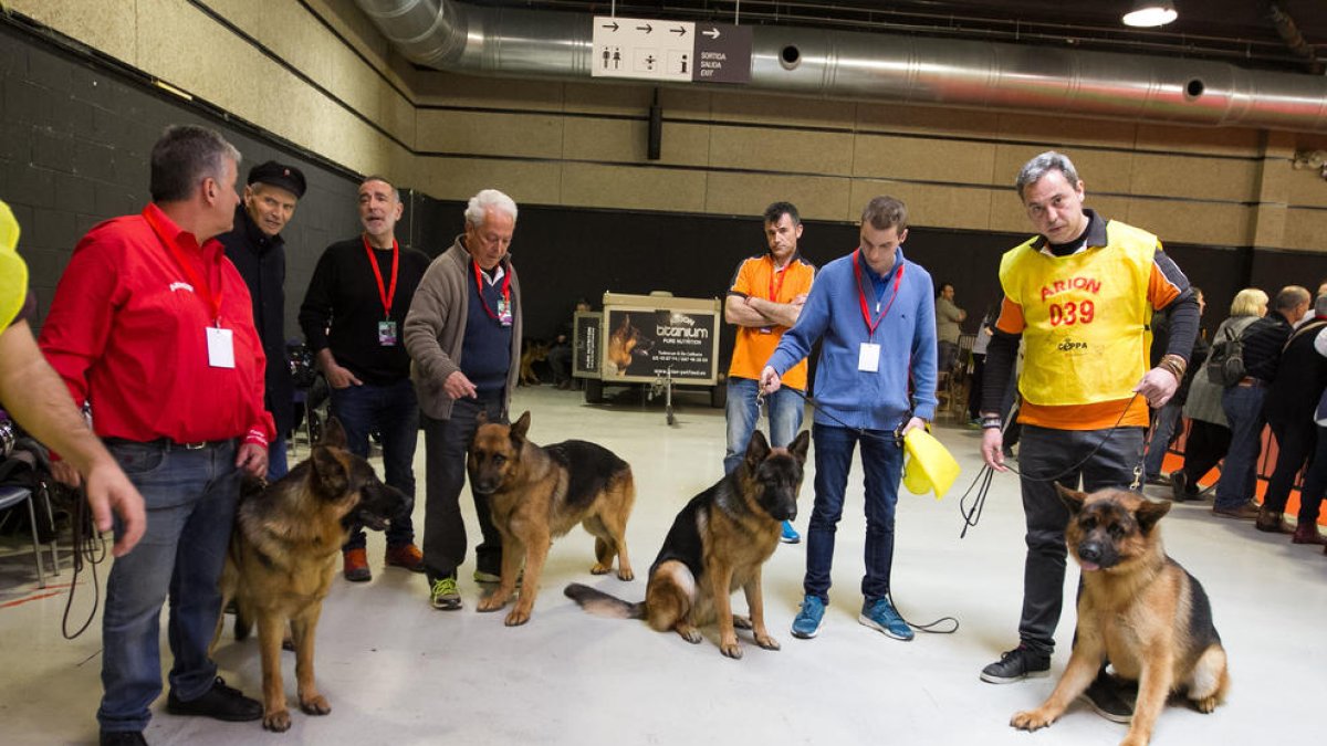 El monogràfic de Pastors Alemanys ha comptat amb una vuitantena de gossos