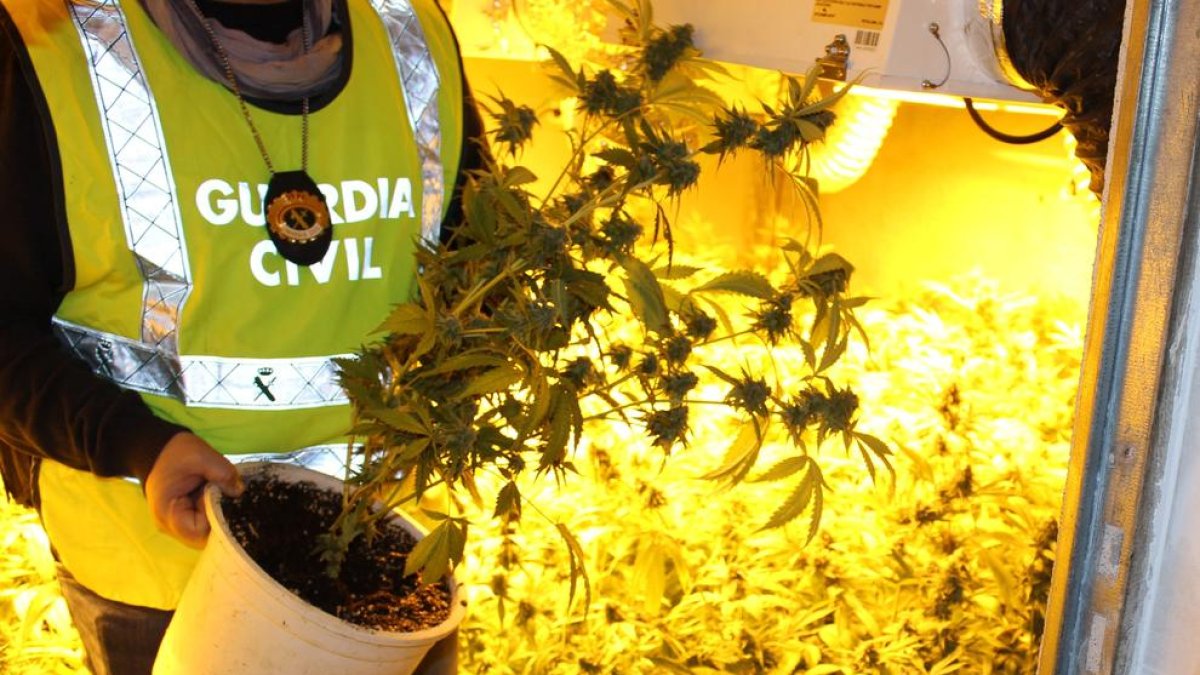 Els policies van intervenir 400 plantes de marihuana en fase de recolecció.