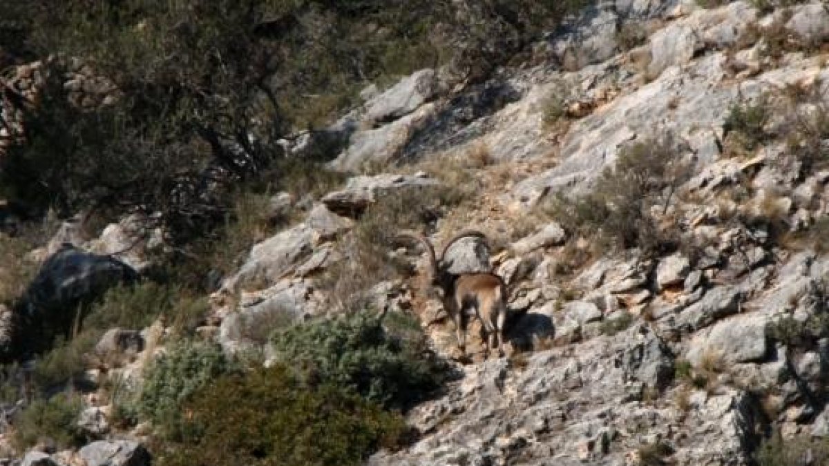 Imatge d'arxiu del Parc Natural dels Ports.