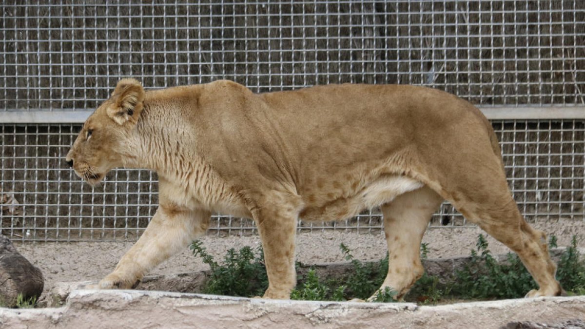 Una de les lleones del Zoo de Barcelona.