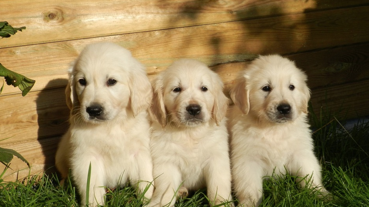 Imagen de archivo de tres cachorros de perro.