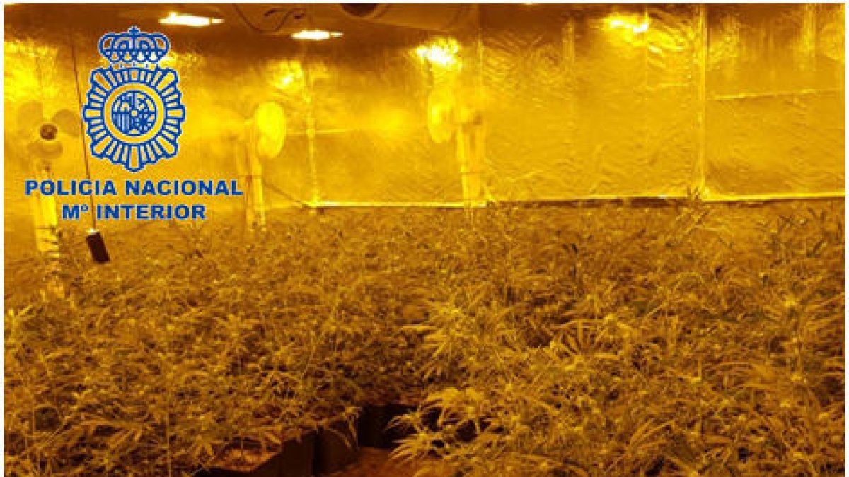 Imagen de una de las plantaciones de marihuana que controlaba la organización criminal.