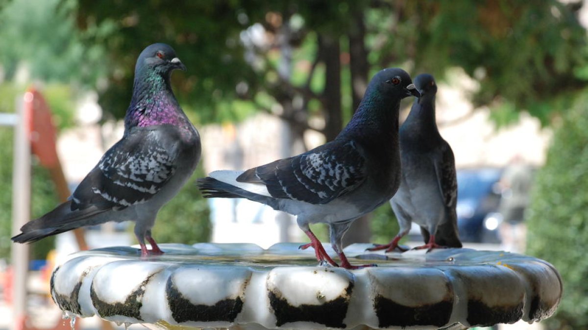 Las ayudas se destinan a reducir la proliferación de palomas, entre otras especie plaga.