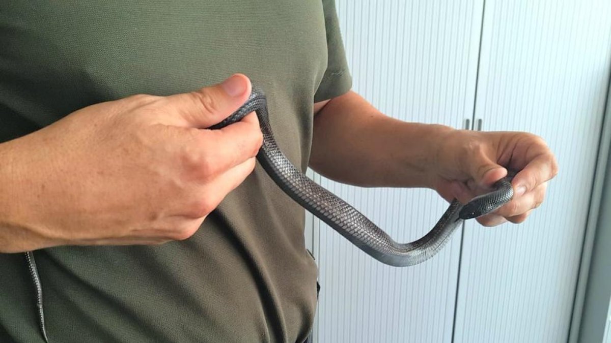 Es tracta d'una serp constrictora no verinosa típica dels deserts de Mèxic i Califòrnia.