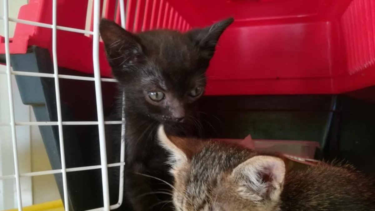 Los gatos buscan a una familia que los acoja en su casa.