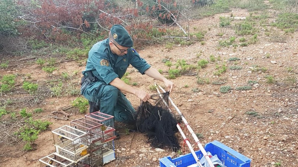 La Guardia Civil intervino varios ejemplares de jilgueros y pardillo.