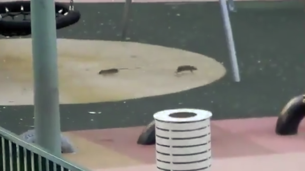 Captura de imagen del vídeo en que se pueden ver dos ratas paseando por un parque infantil de Bonavista.