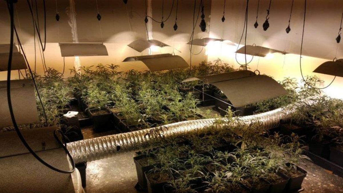 La Policia Local de Cambrils va localitzar una plantació de marihuana en una masia abandonada.