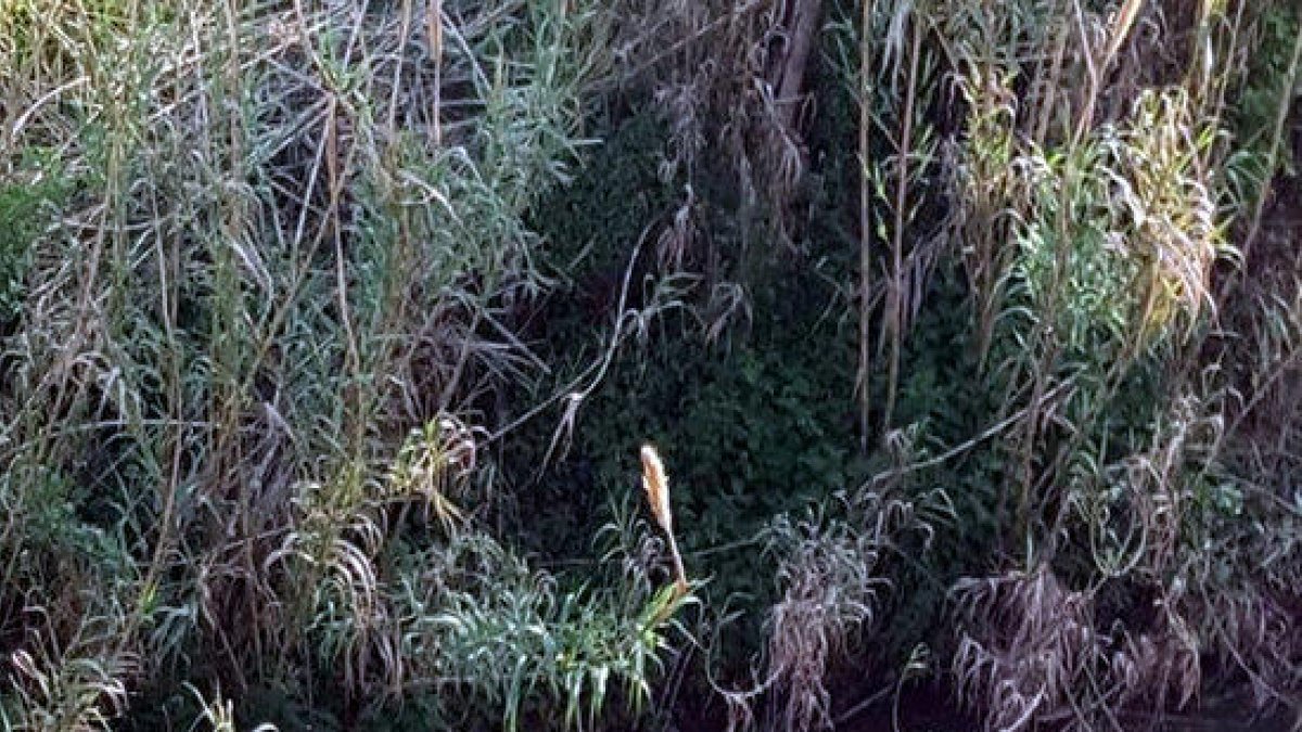 Imatge del vedell atrapat en una riera de Banyoles.