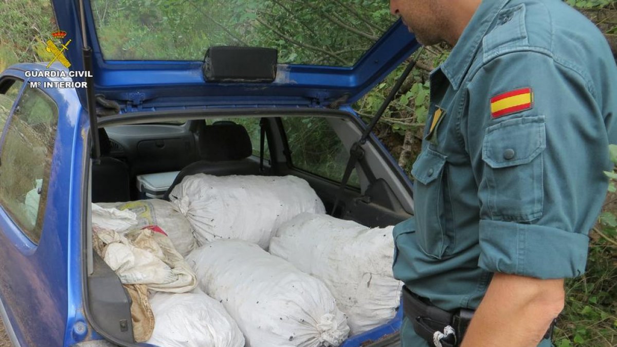 Los agentes pillaron un vehículo cargado con 70 kilos de algarrobas recién cogidas.