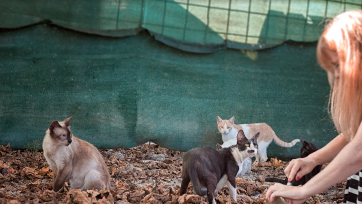 Imagen de una colonia de gatos urbanos.