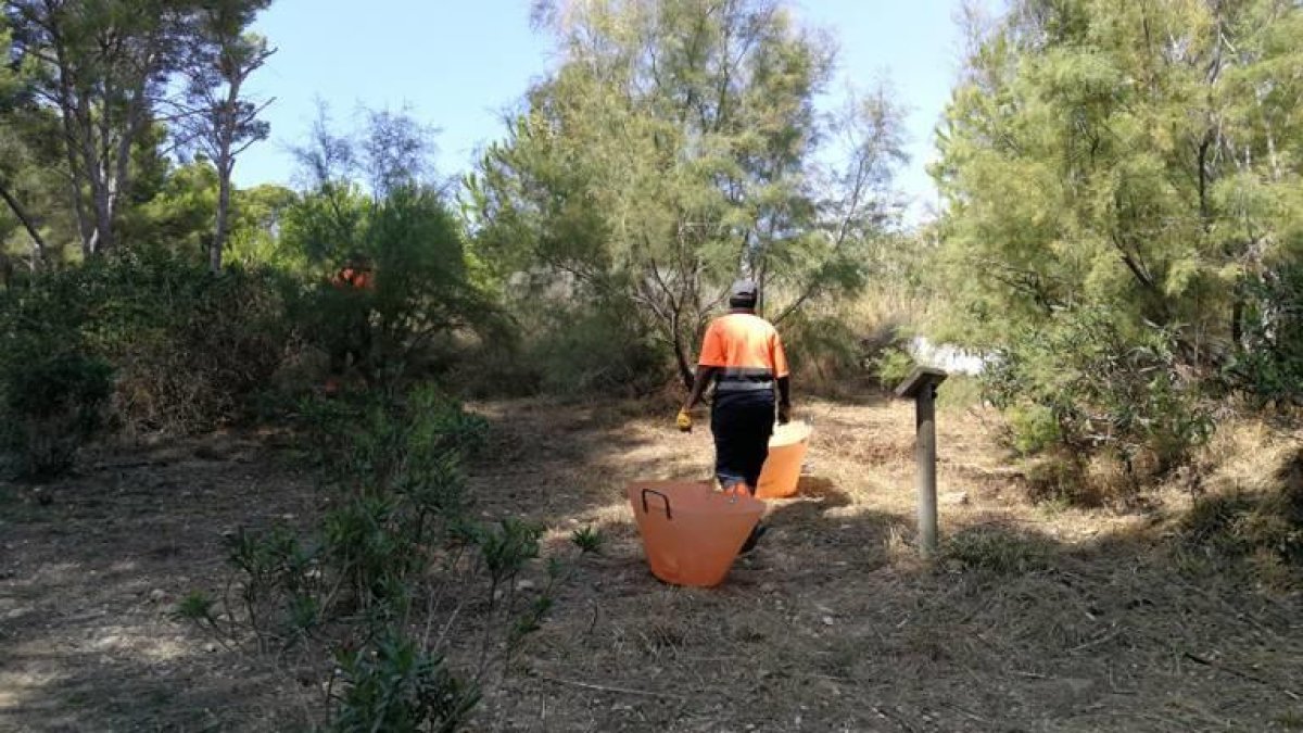 La brigada municipal i els treballadors del Pla d'Ocupació fan treballs de manteniment a Cap Salou.