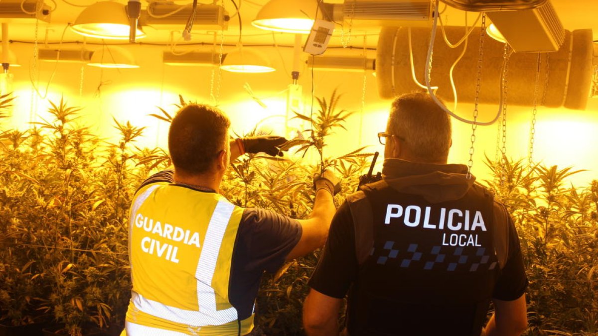 Se han intervenido 305 plantas de cannabis sátiva con un peso de 89 kilos, 1 kilo de marihuana y numerosos útiles y fertilizantes para facilitar su cultivo interior.