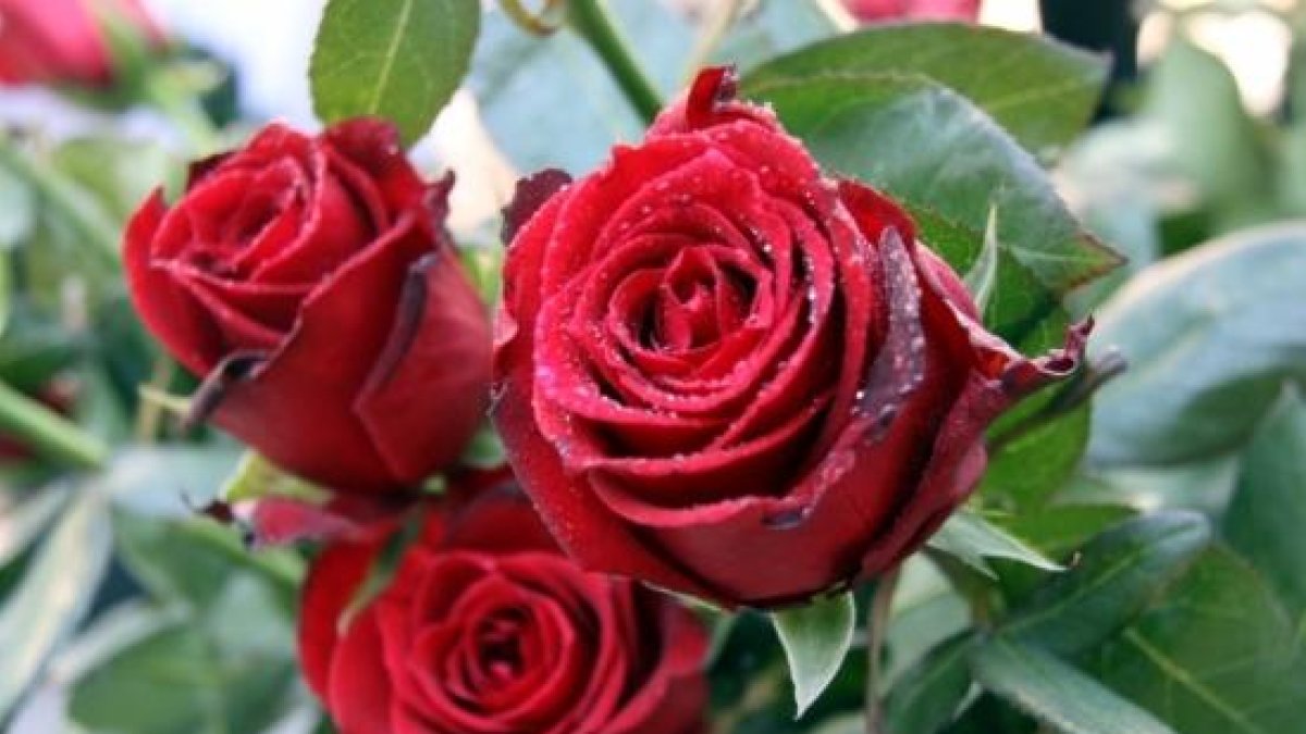 La Festividad de Sant Jordi cae en día laborable, lo que hace mejorar las previsiones de ventas de rosas en un 25%, hasta los 7 millones.