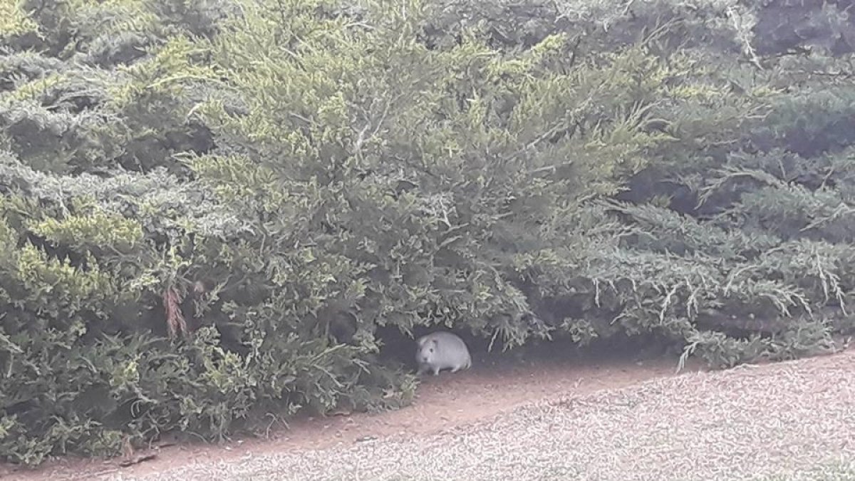 Imatge d'un dels animals a sota de la vegetació que hi ha a la plaça.