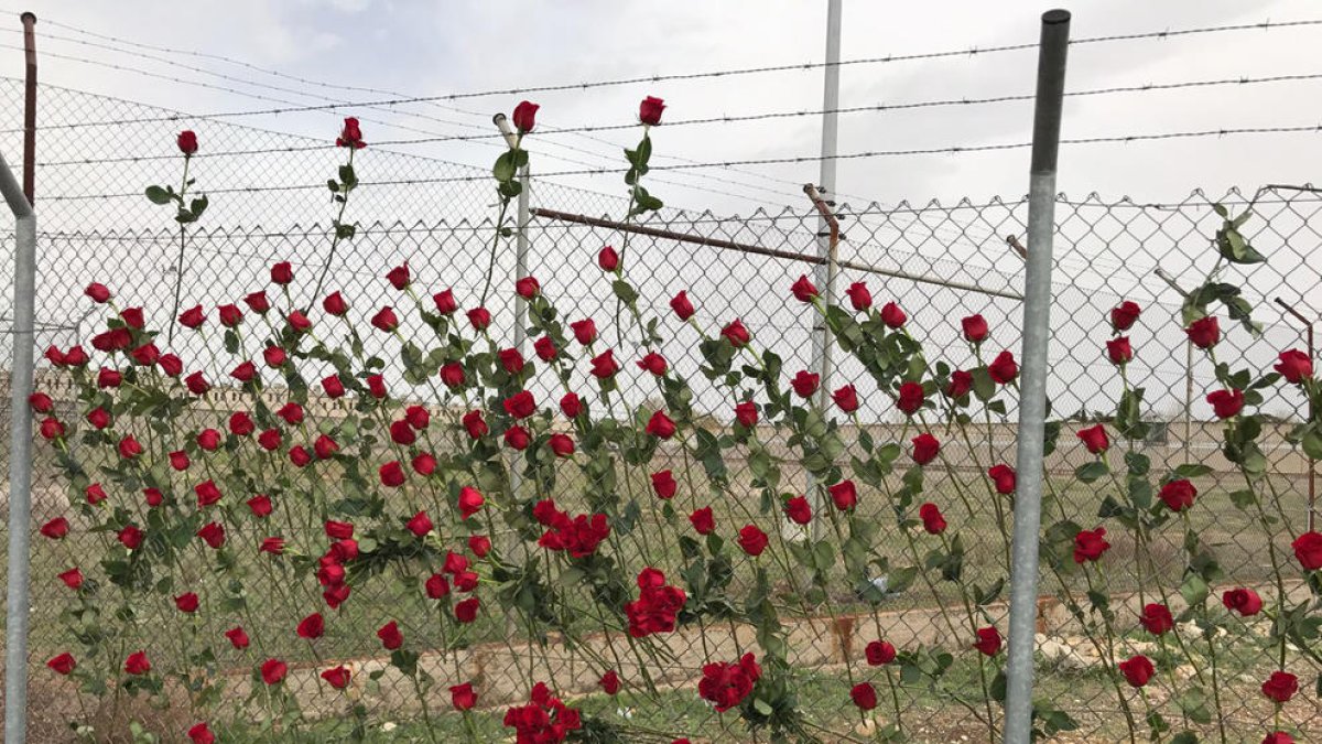 Les roses a la tanca de la presó d'Alcalá Meco.