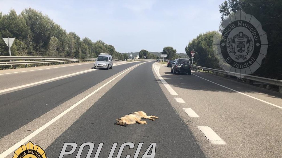 Imagen del perro fallecido en la C-51, en el Vendrell.