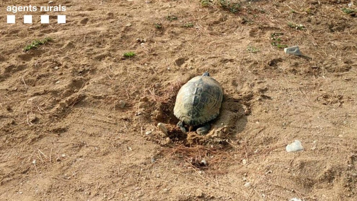 Imagen de la tortuga de Florida encontrada poniendo huevos en la desembocadura de Riudoms.