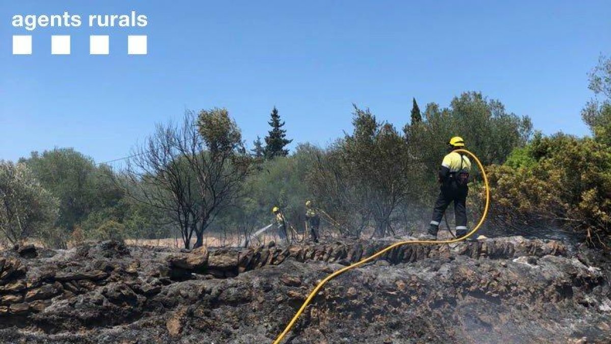 Imatge de l'incendi que ha tingut lloc al costat de la urbanització de Favaret a Amposta.