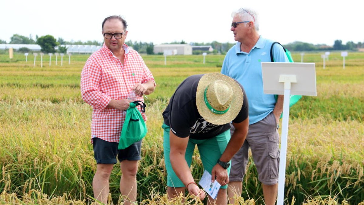 Productores de arroz observan el estado de la espiga en uno de los campos de la Estación Experimental del Ebro.
