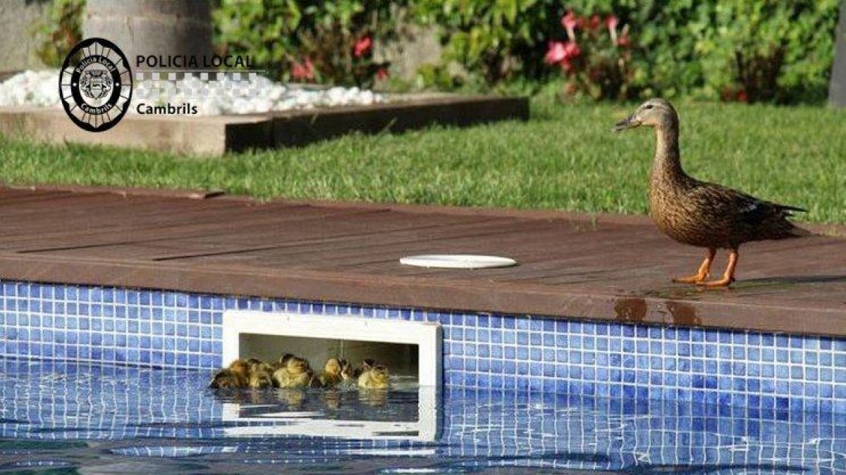 Los patos no podían salir de una piscina comunitaria.