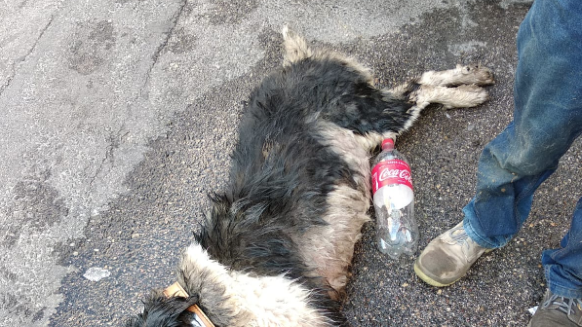 Imatge del gos que va ser traslladat a un centre veterinari.