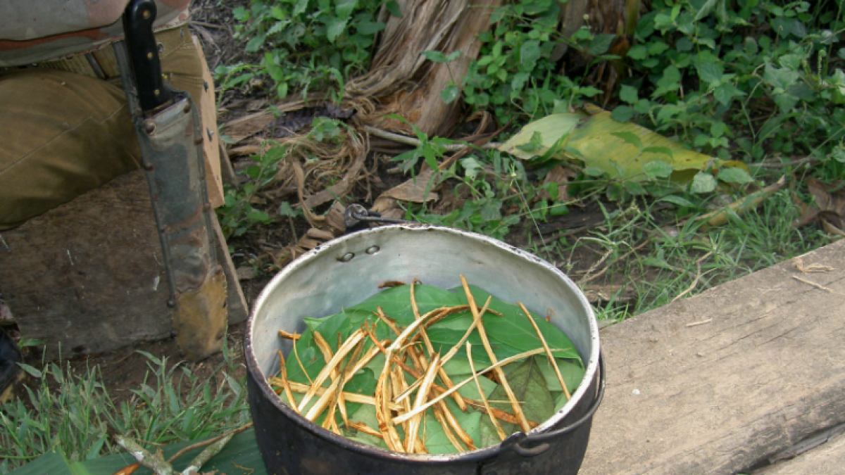 Imagen de la preparación de la planta de ayahuasca.