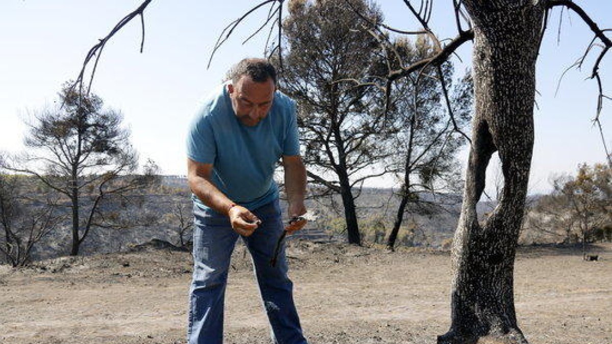 Julio Cabré analiza uno de los olivos quemados.