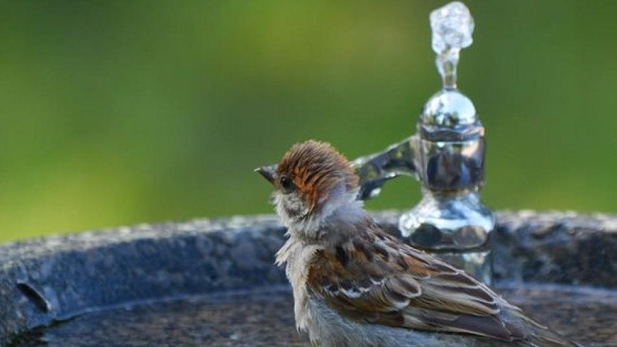 Imagen de un pájaro refrescándose.