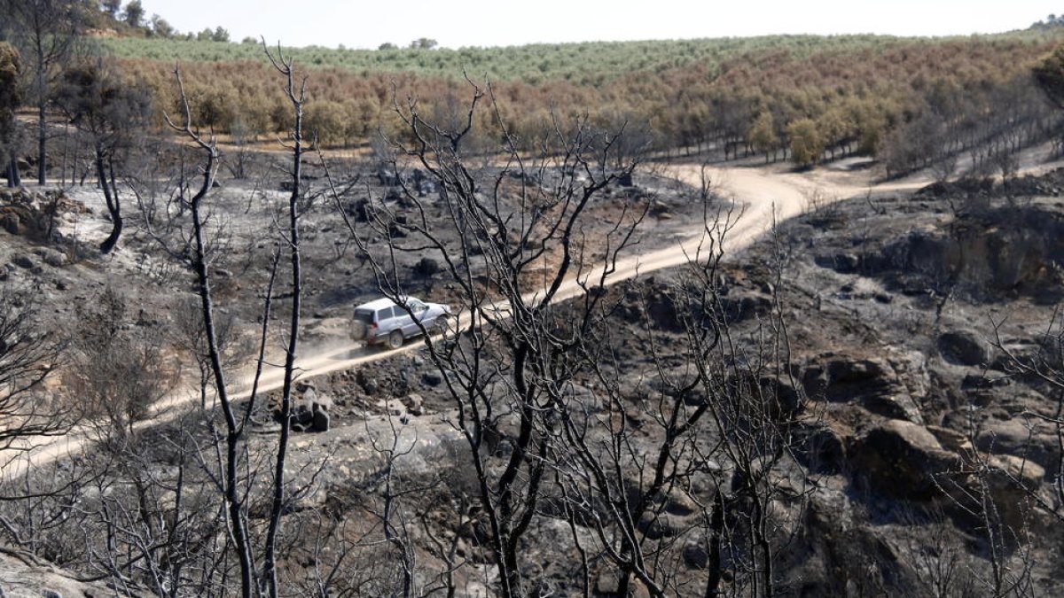Un vehicle circula pels camins de Bovera, entre finques cremades. Imatge de l'1 de juliol de 2019.