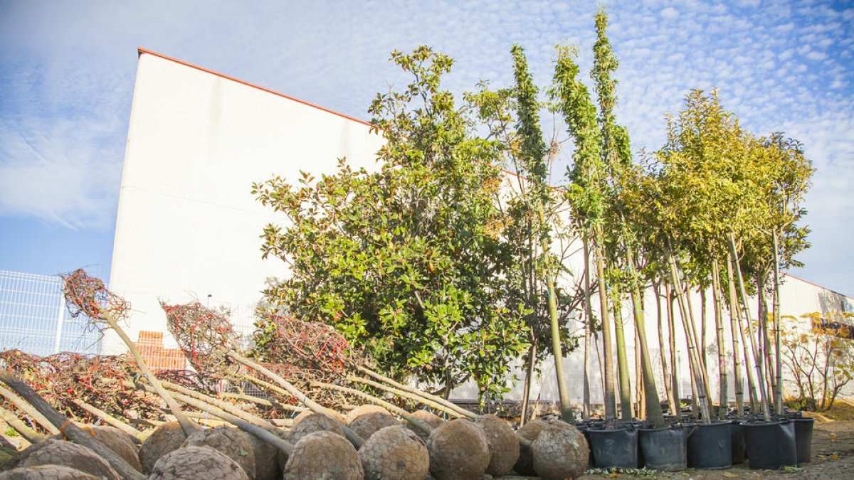 Se colocarán 100 nuevos árboles en las calles de la ciudad.