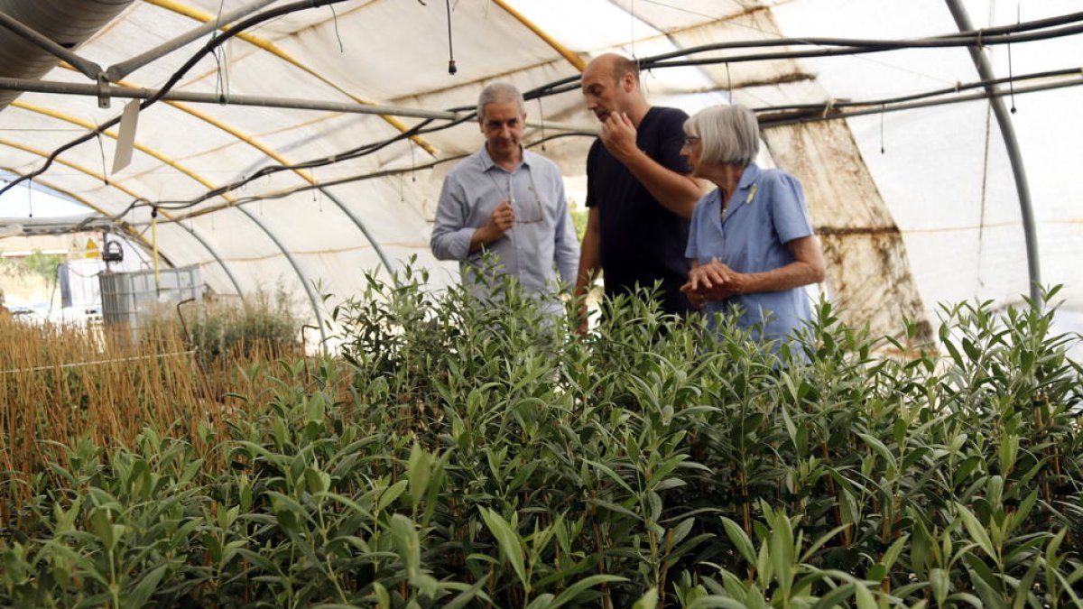 Los responsables de ACUDAM, Angelina Roure y Jordi Morillas, con un trabajador de la entidad, observando el plantel de olivos de Castellnou de Seana.